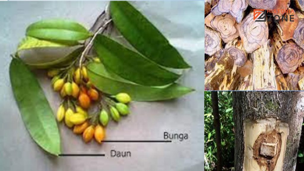 Pohon Gaharu: Aromanya yang Legendaris dan Keuntungannya