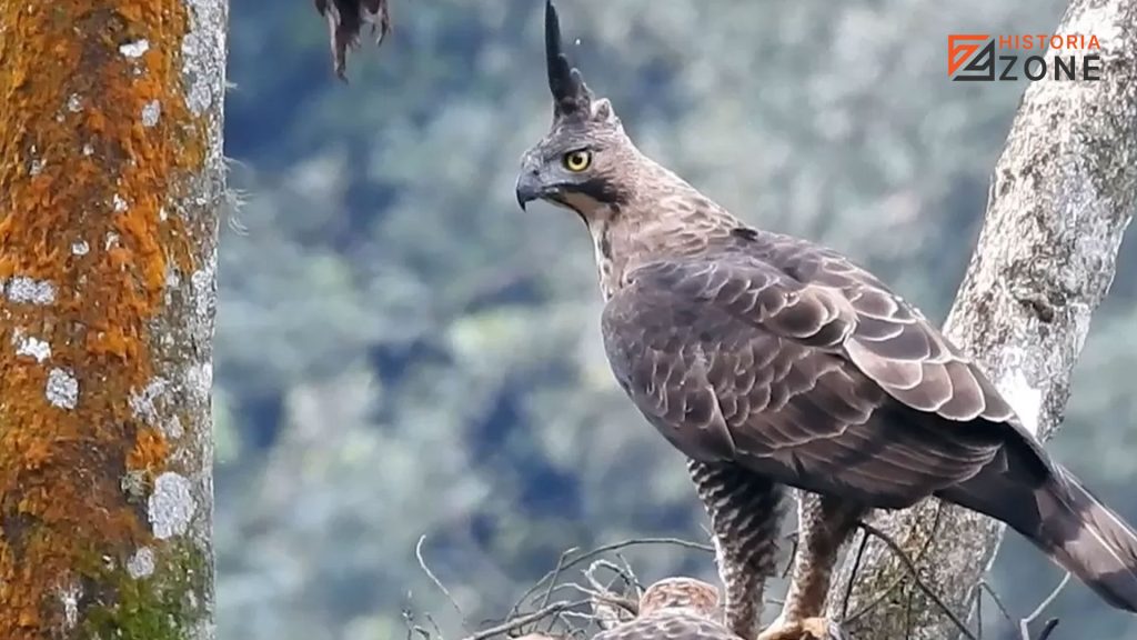 Burung Garuda: Simbol Kekuatan dan Persatuan Indonesia